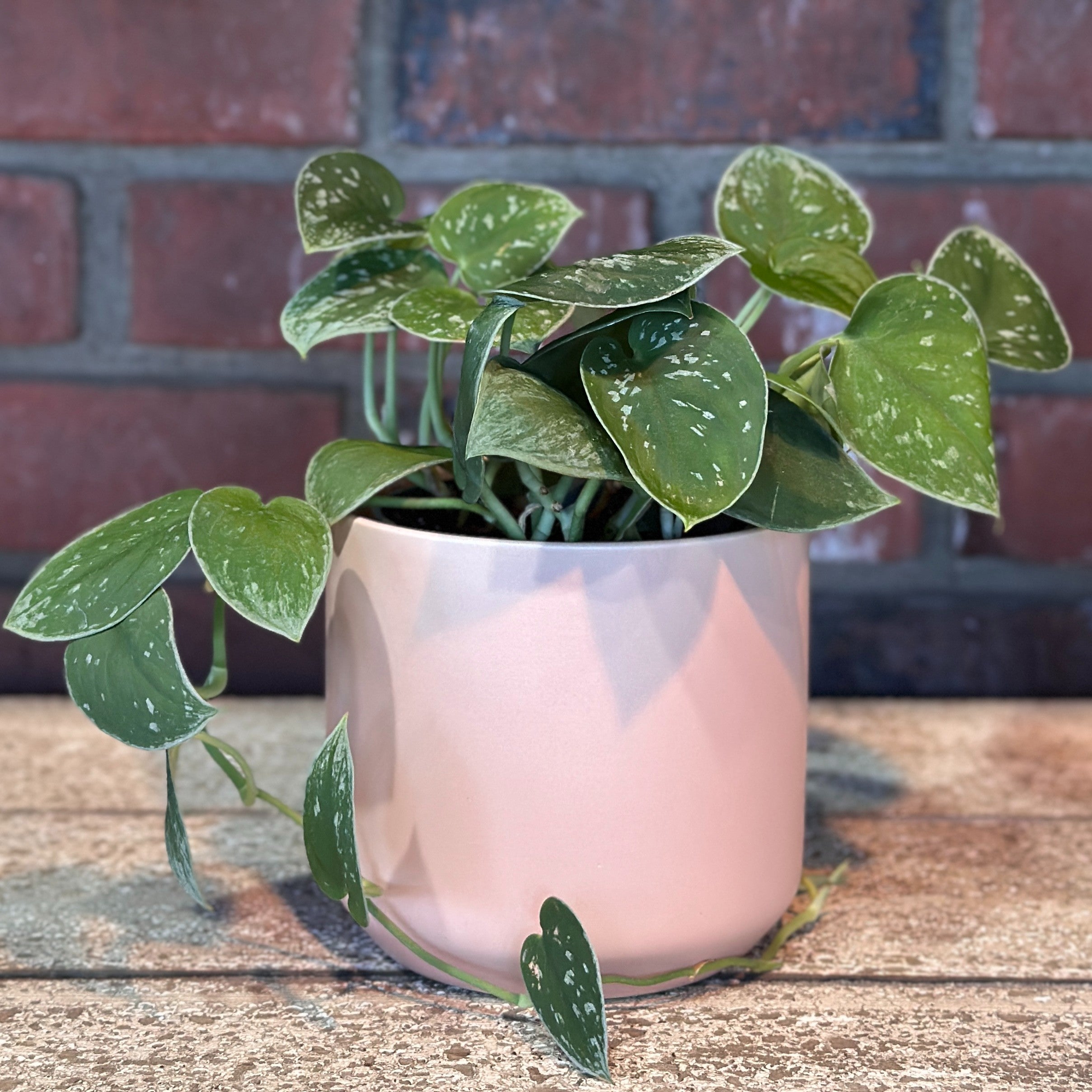 Kendall Round Cylinder Pot Pink 4.75 Inches