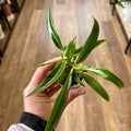 Philodendron 'Tortum' 2"