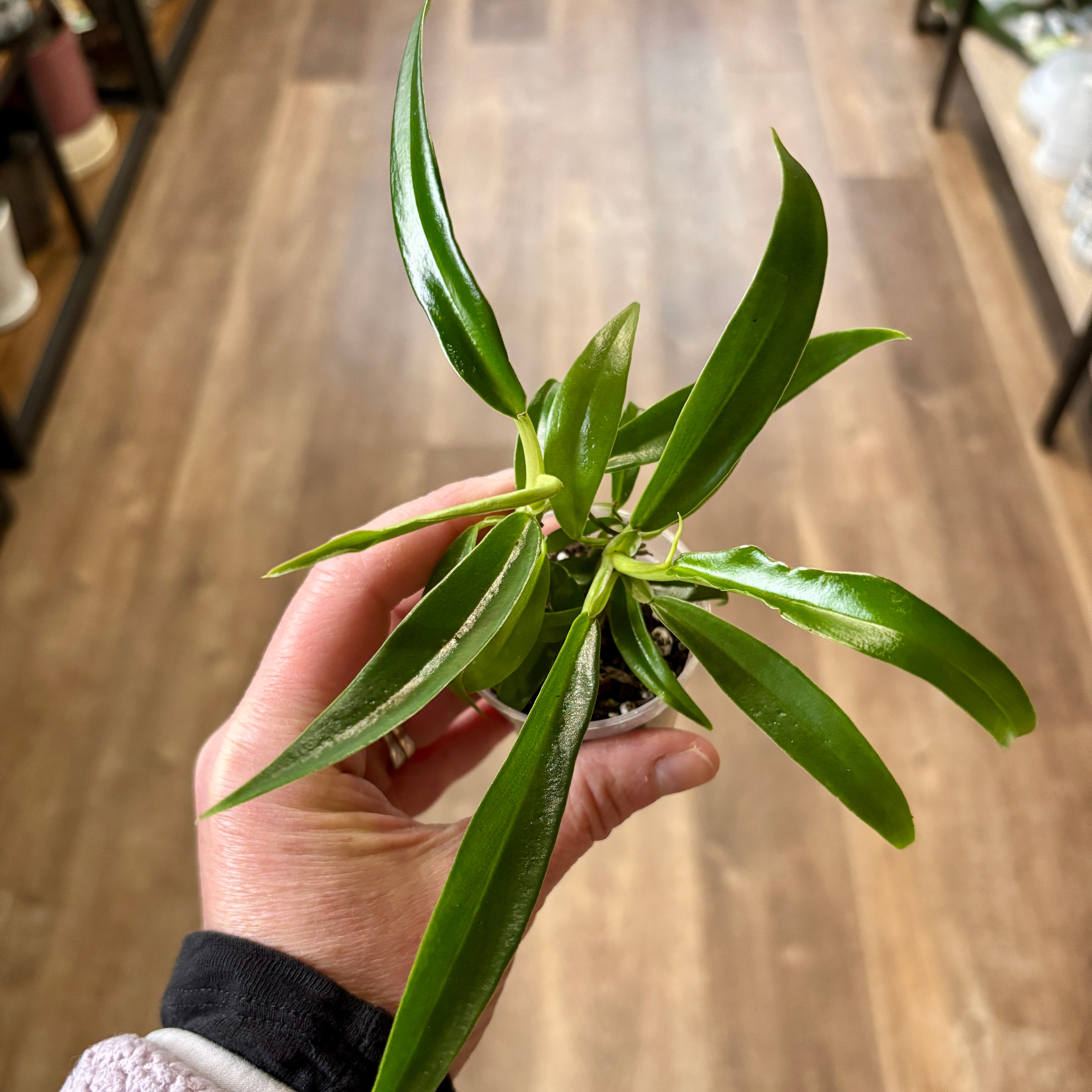 Philodendron 'Tortum' 2"