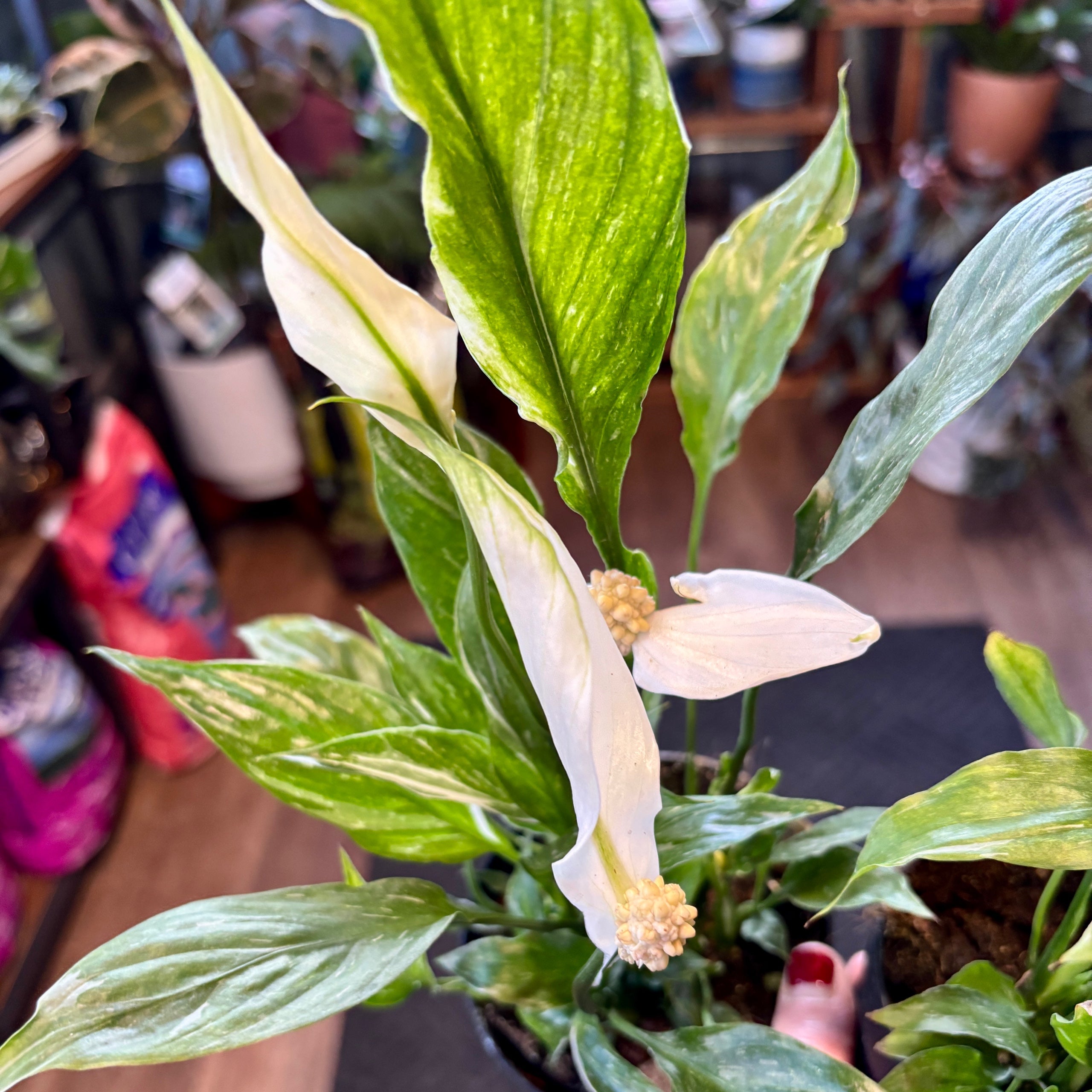 Peace Lily Domino 4"