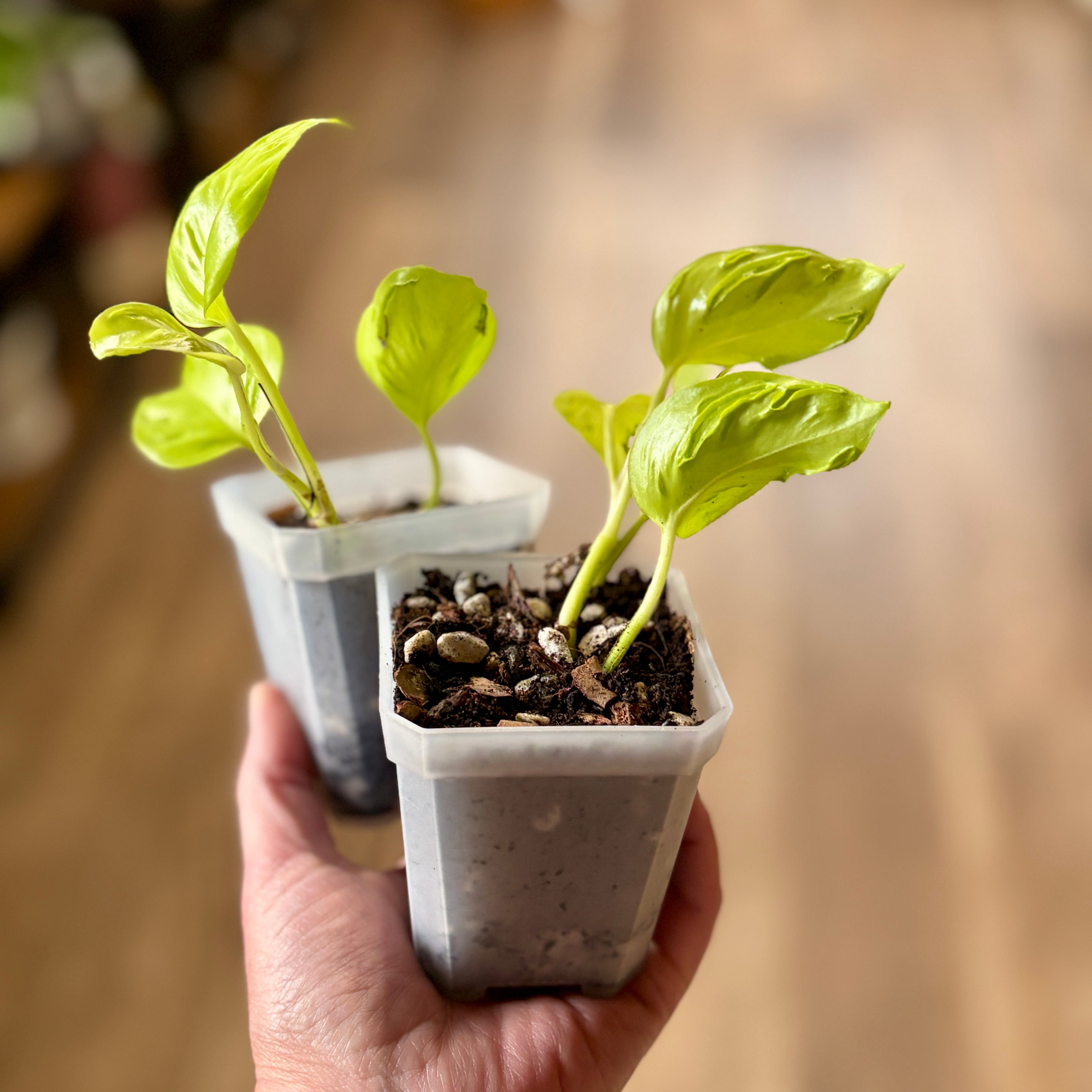 Epipremnum/Pothos 'Champs Elysees' 3" Rooted Cuttings