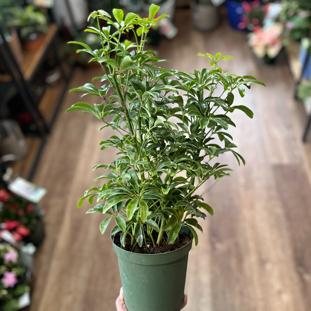 Schefflera/ Arboricola Mini 6"