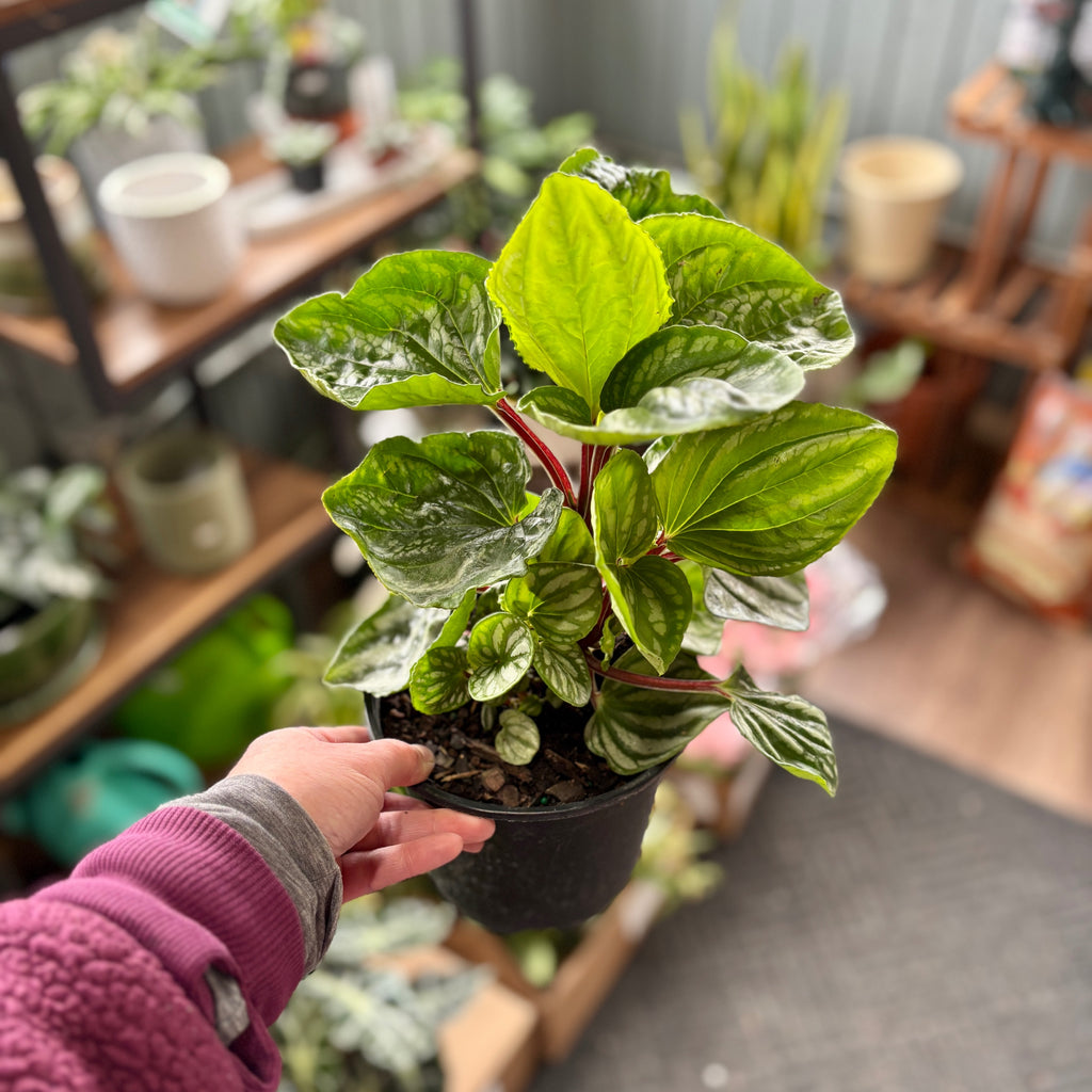 Peperomia Ecuador 6"