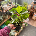 Peperomia Ecuador 6"