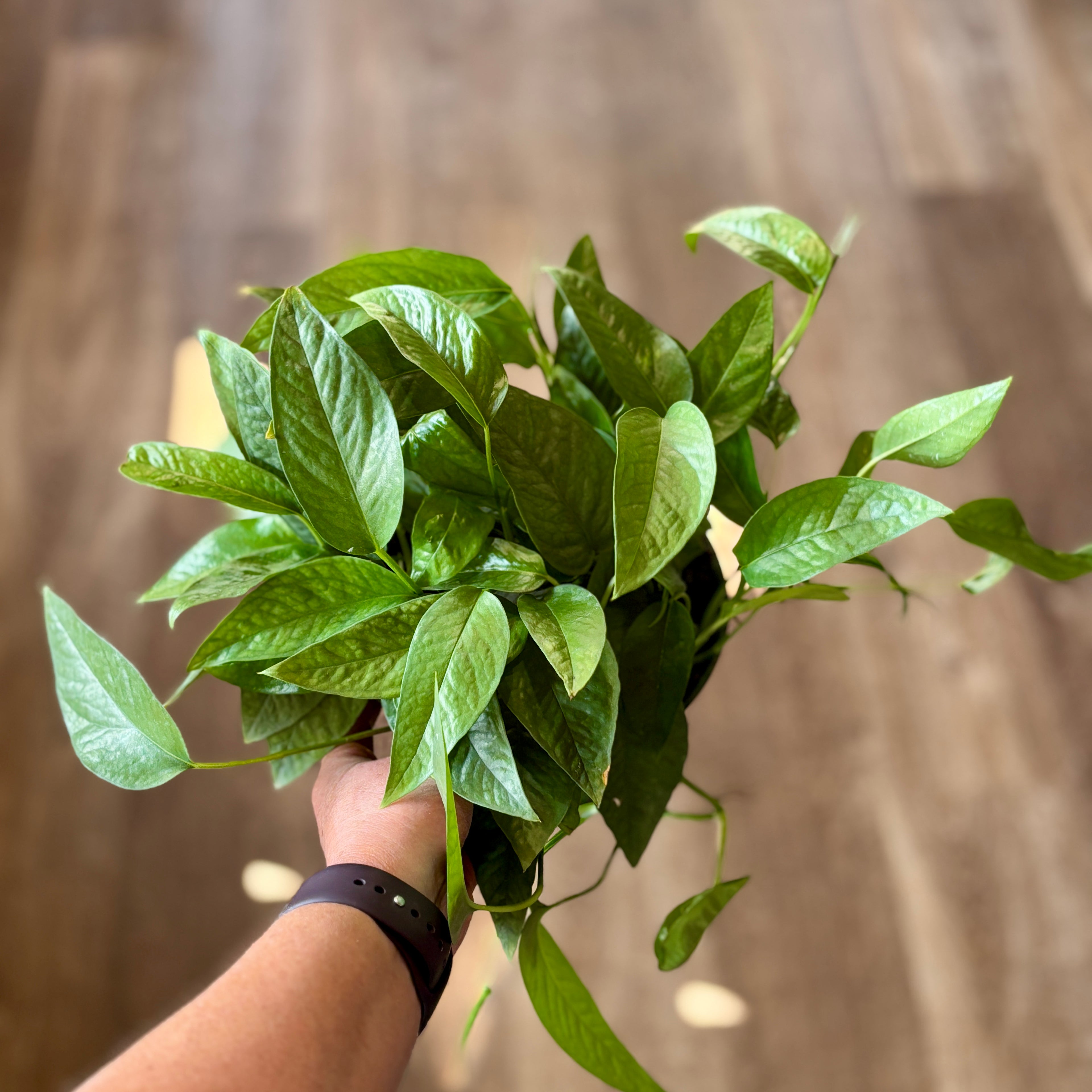 Pothos Cebu Blue