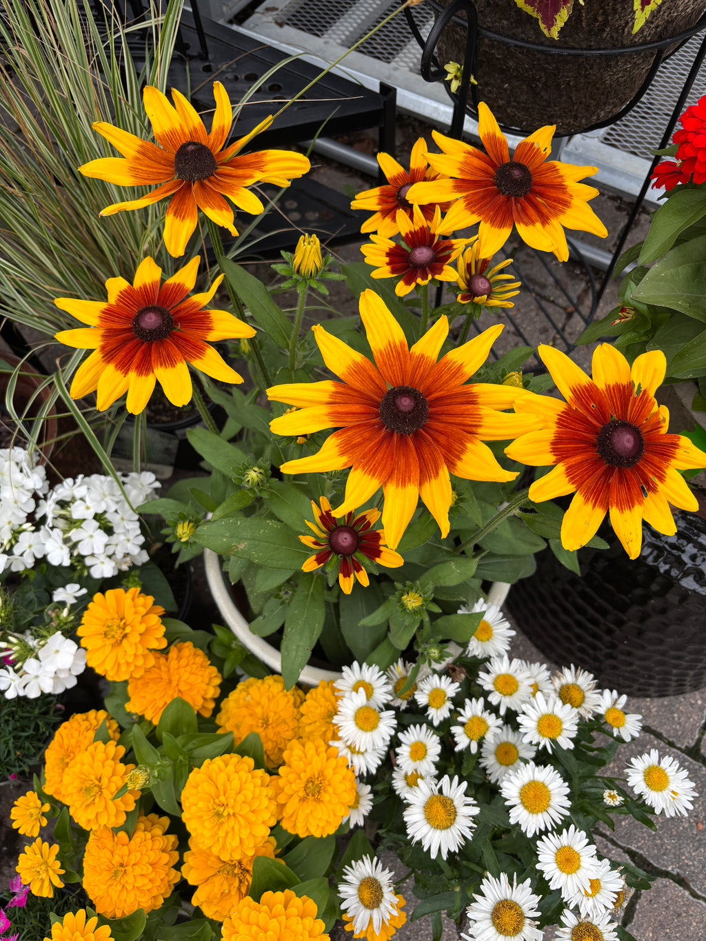 8" Sunbeckia Mia