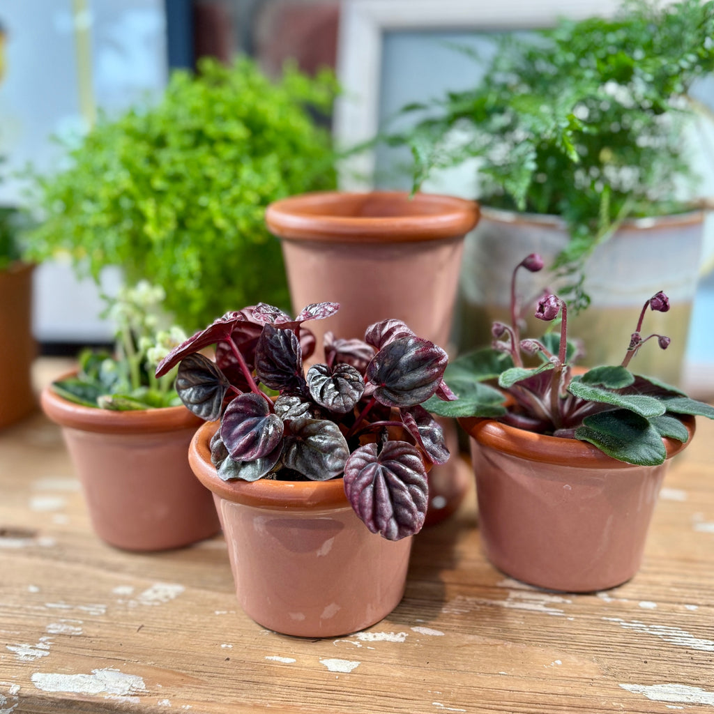 3.4" Rose Cylinder Glazed Terracotta Pot