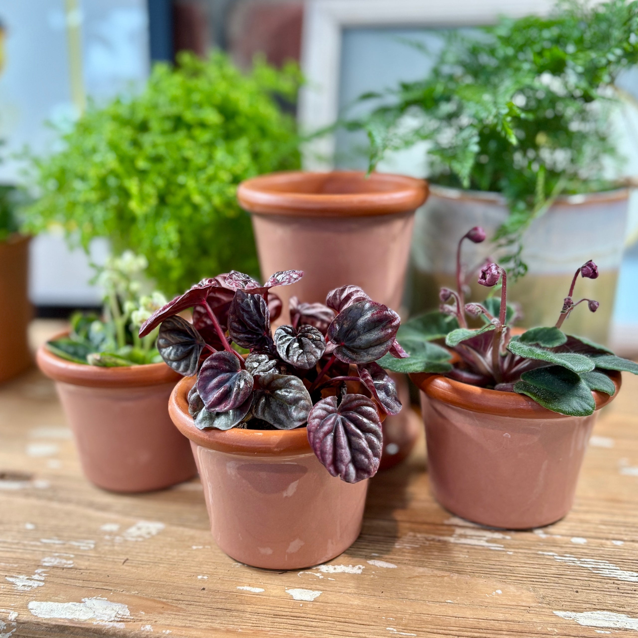 3.4" Rose Cylinder Glazed Terracotta Pot