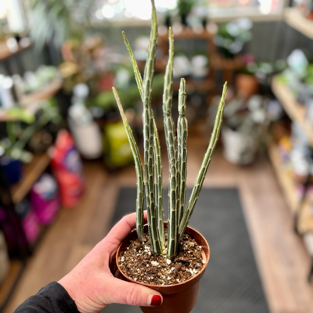 Pickle Plant 4" Pot