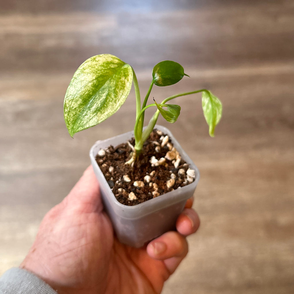 Monstera 'White Monster' 2" Pot