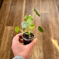 Alocasia 'Okinawa' Revert Rpf