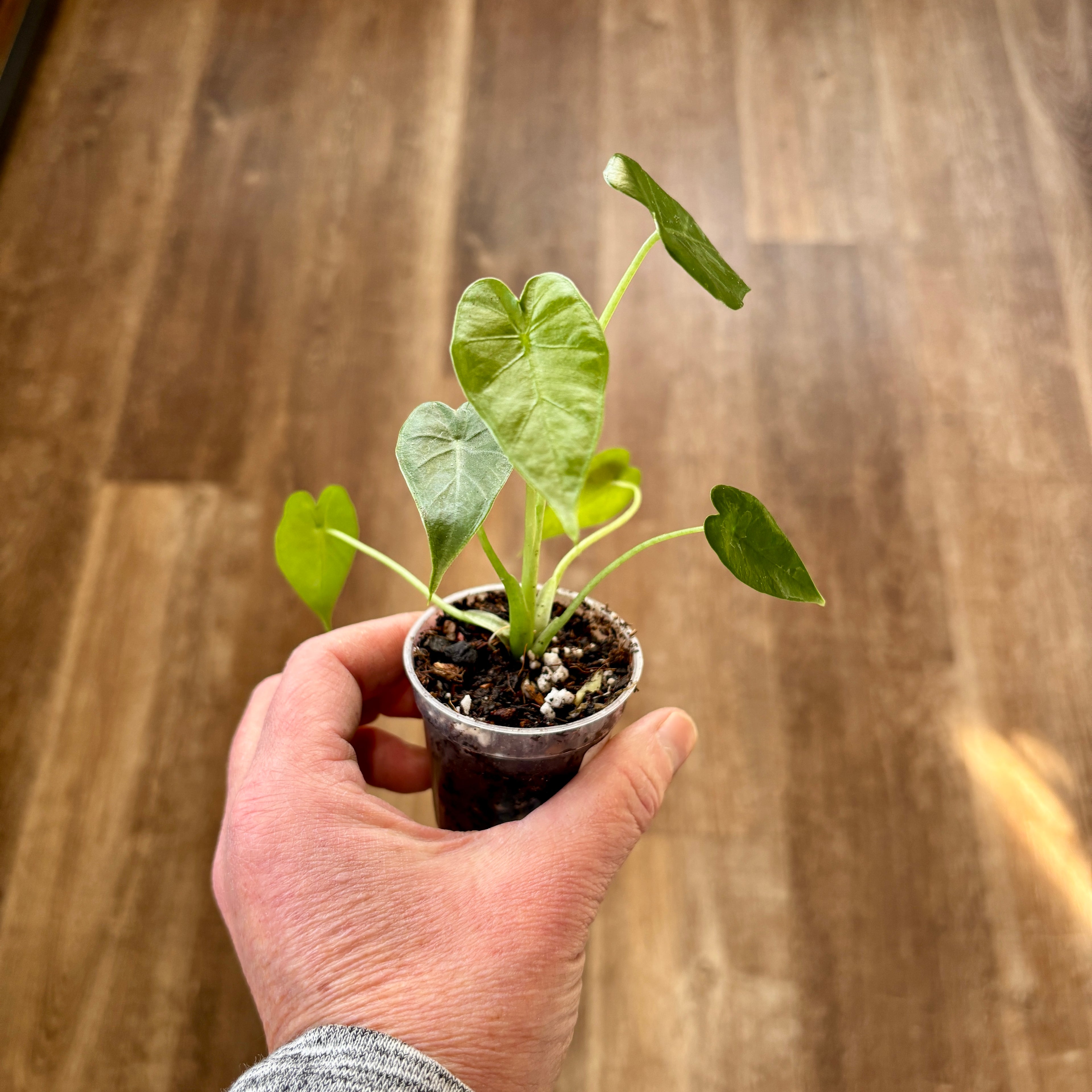 Alocasia 'Okinawa' Revert Rpf