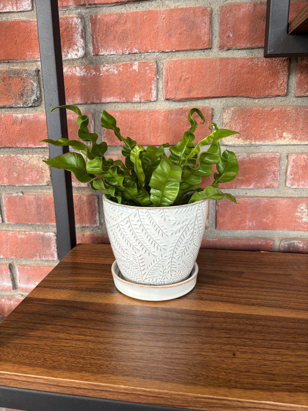 4.5" White Gray Fern Pot W/ Attached Saucer