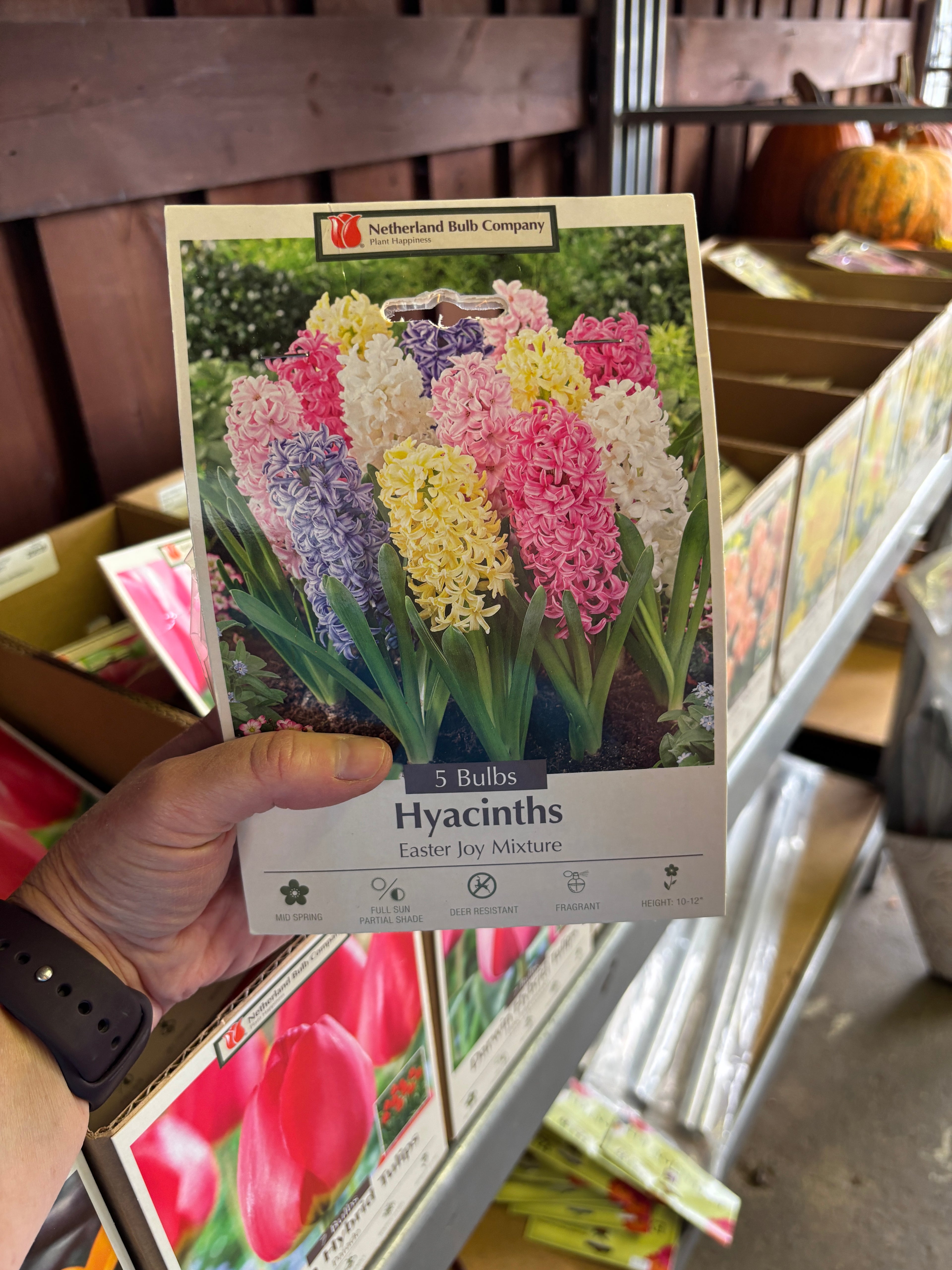 Hyacinth Easter Joy Mixture 5 Bulbs/Package