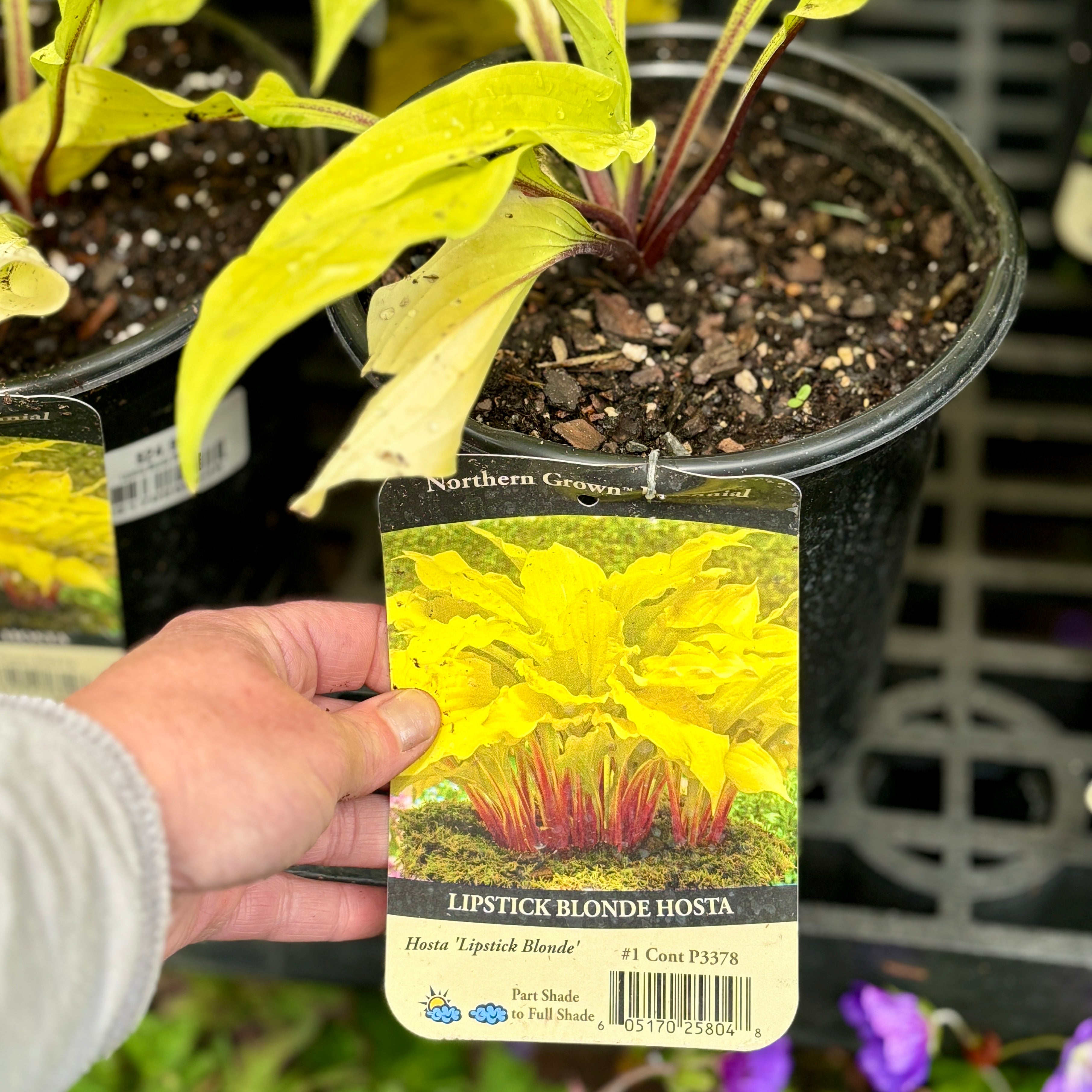 Hosta Lipstick Blonde #1 Gallon