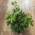 Schefflera/ Arboricola Mini 6"
