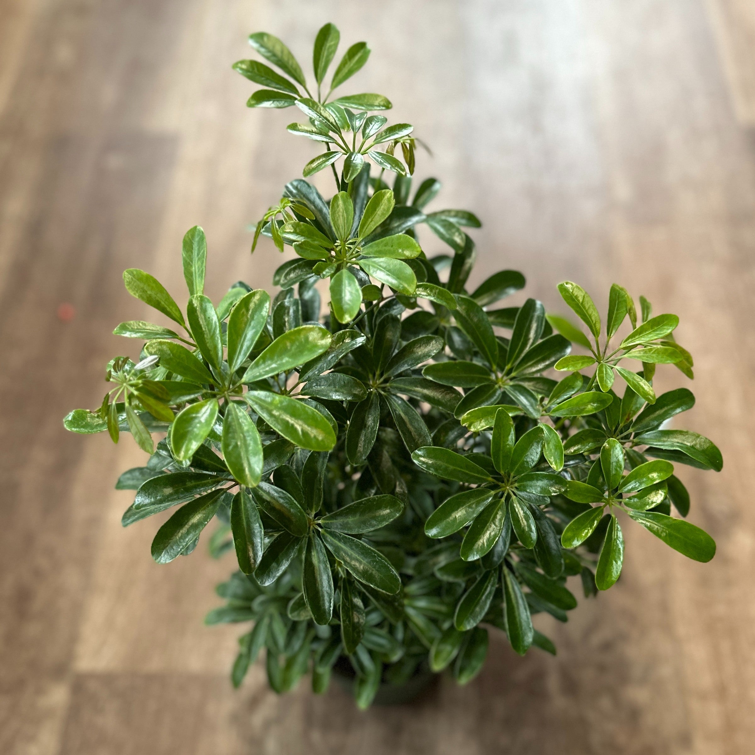 Schefflera/ Arboricola Mini 6"