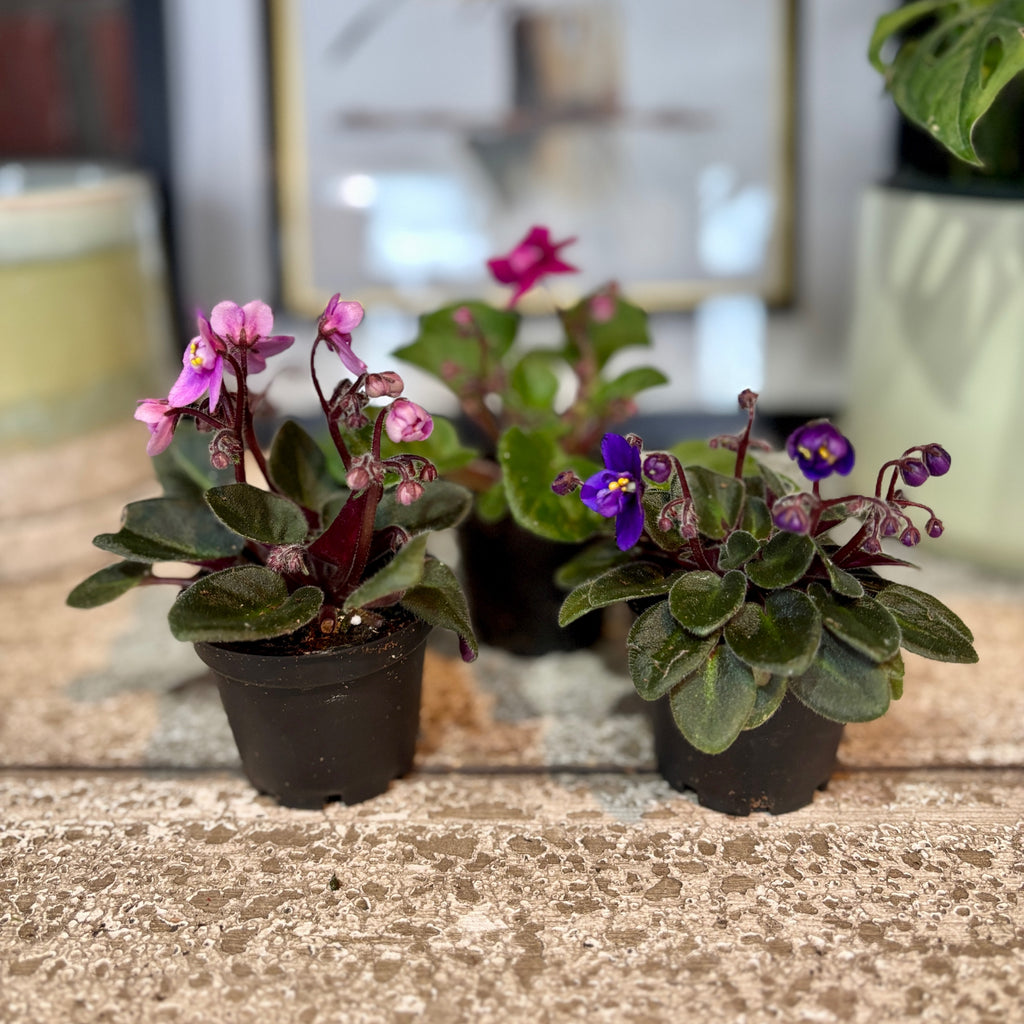 African Violet - 2"