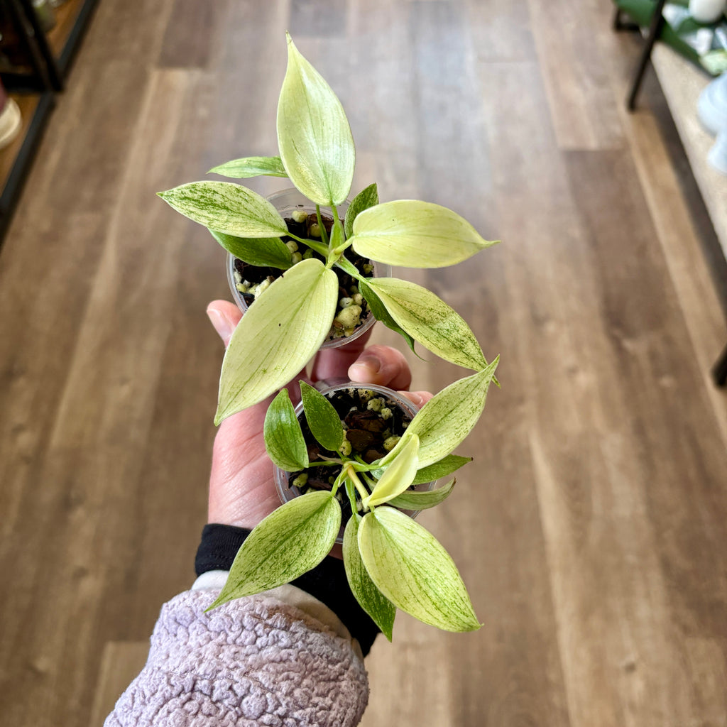 Philodendron 'Florida Ghost' 2"