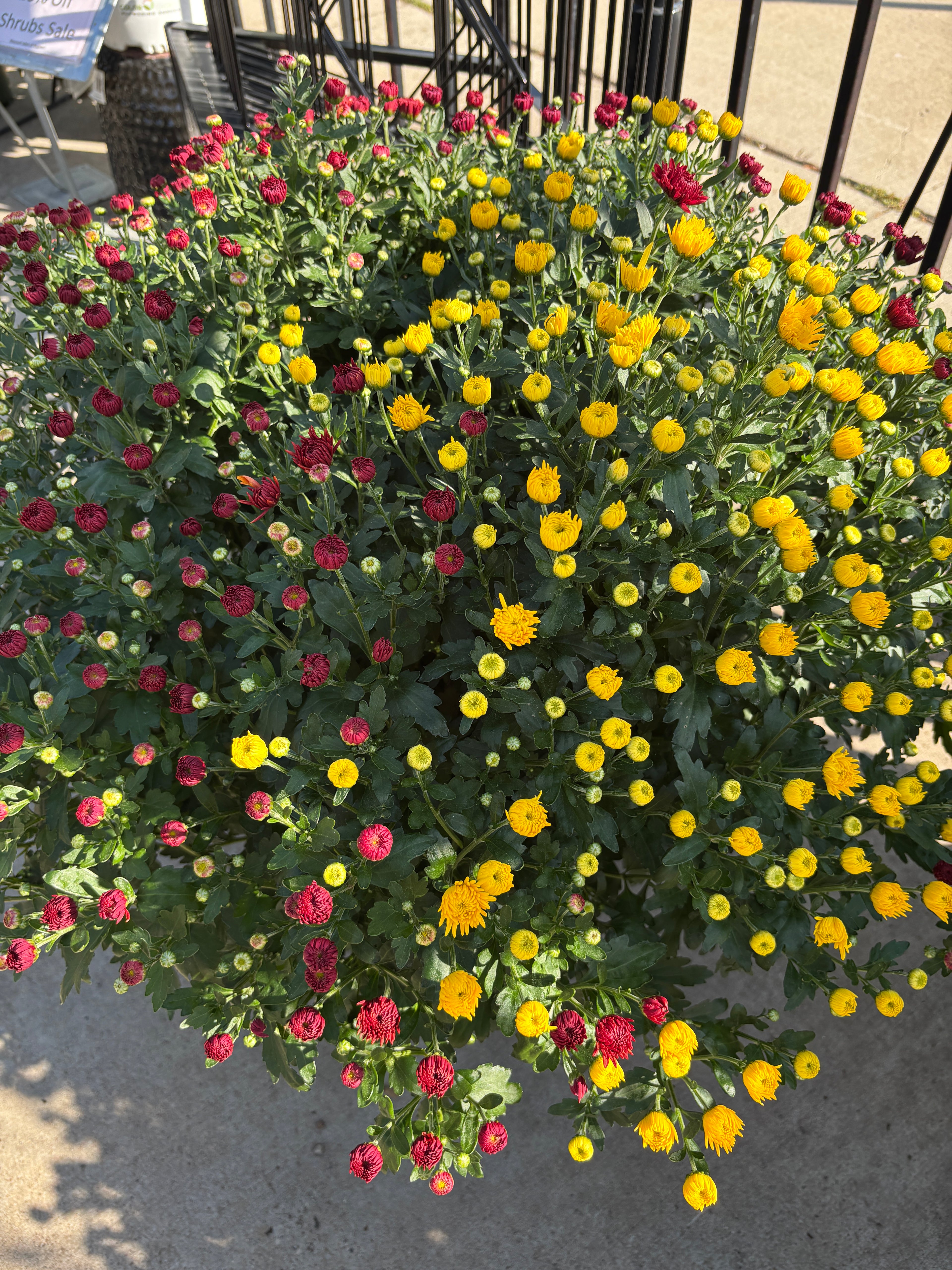 12" 'Cheryl Mix' Annual Mum Patio Pot