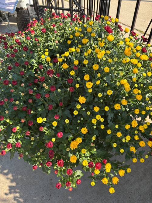 12" 'Cheryl Mix' Annual Mum Patio Pot