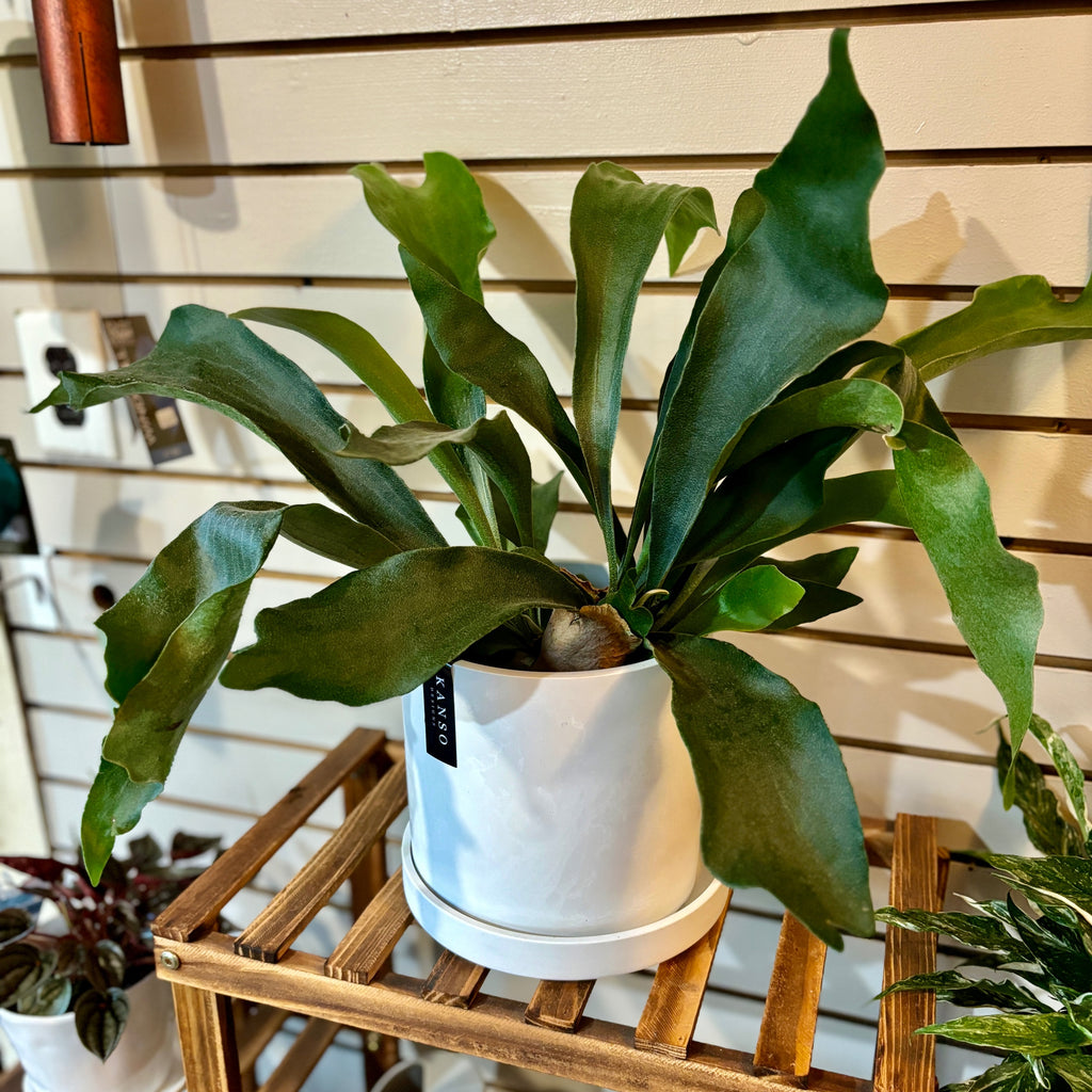 Staghorn Fern 6" And 4" - 6"