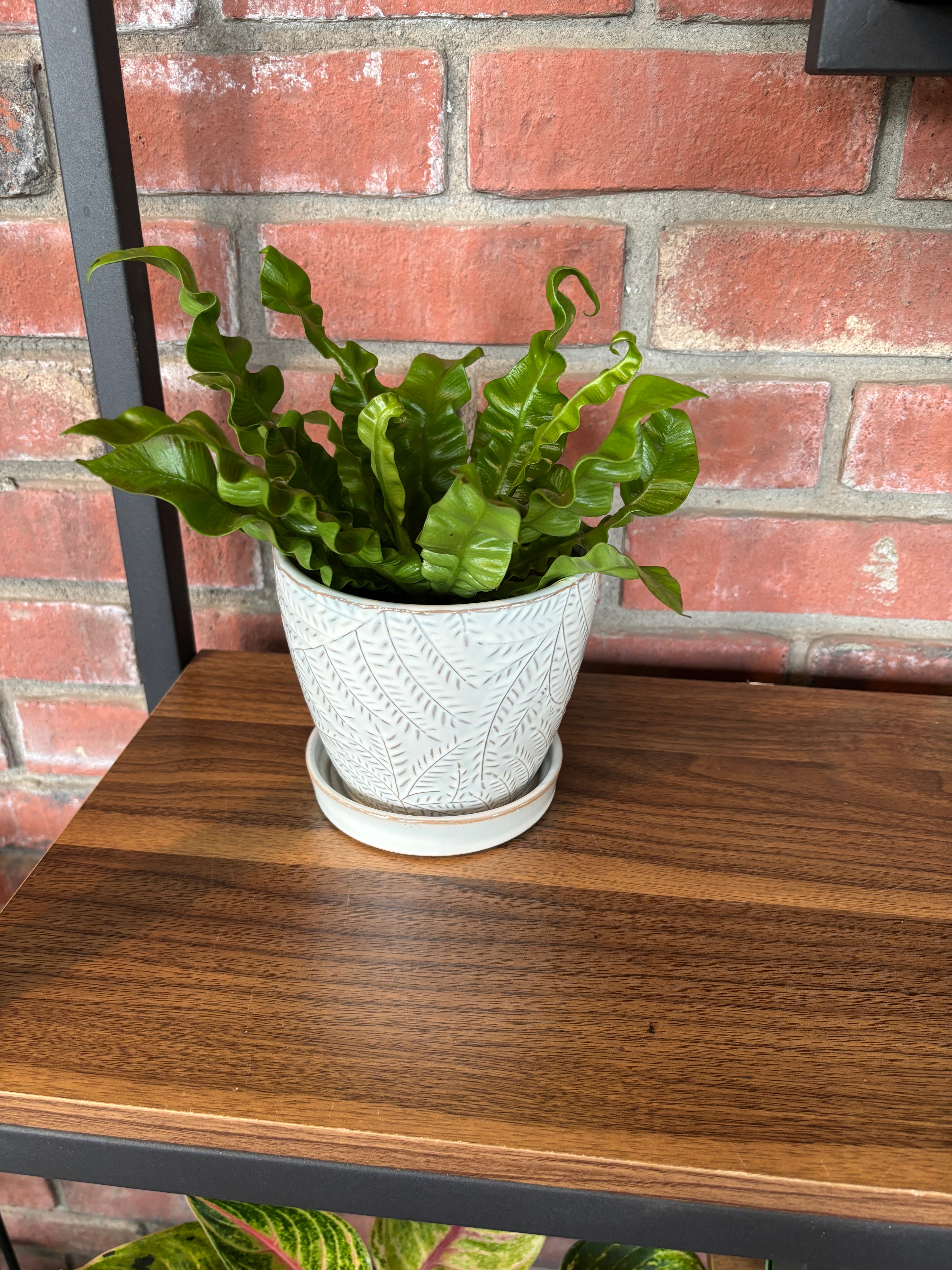 4.5" White Gray Fern Pot W/ Attached Saucer