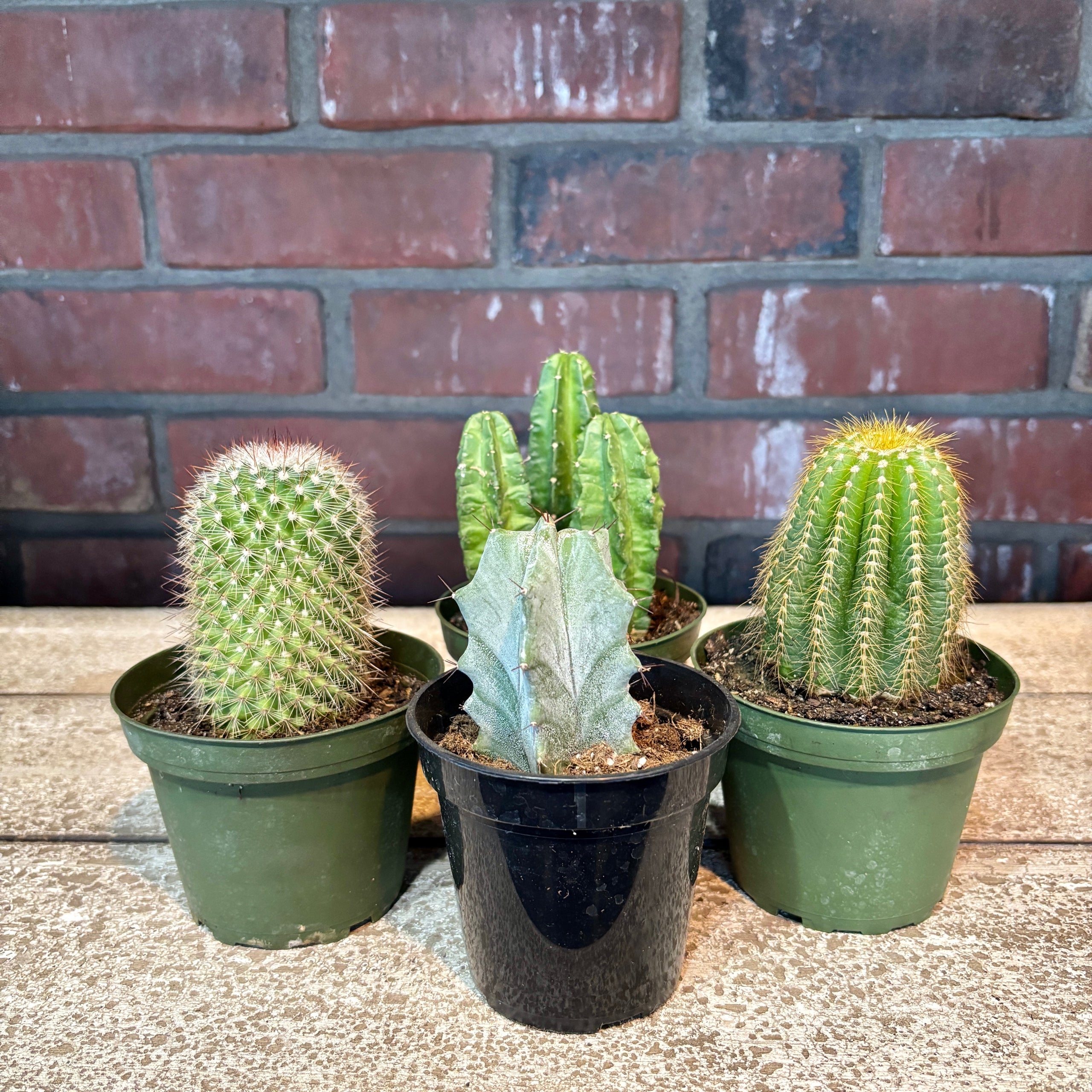 4" Cactus Assorted