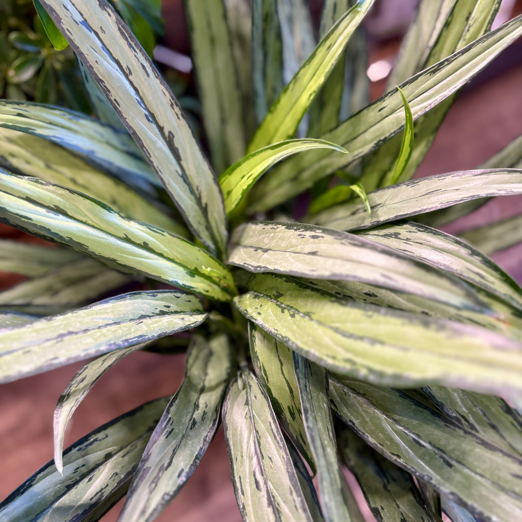 Aglaonema 'Cutlass'
