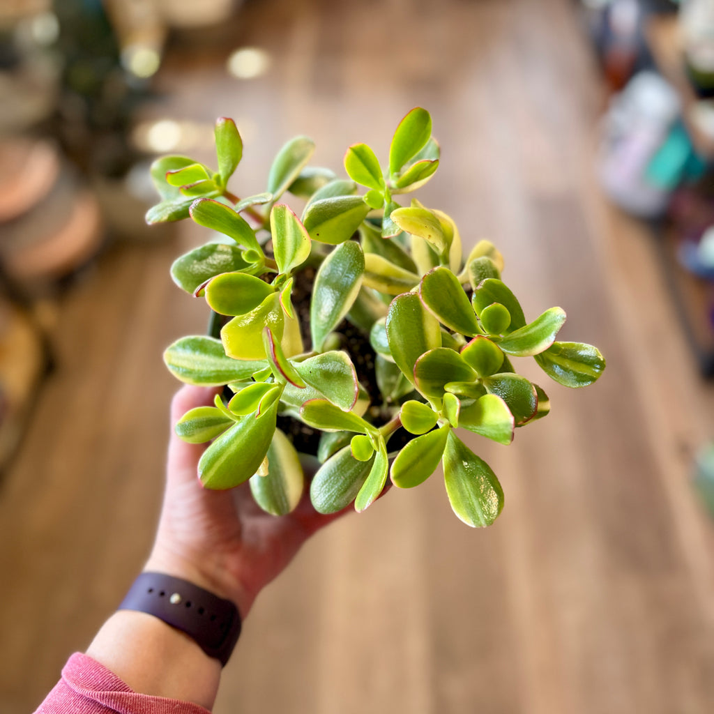 4" Jade
