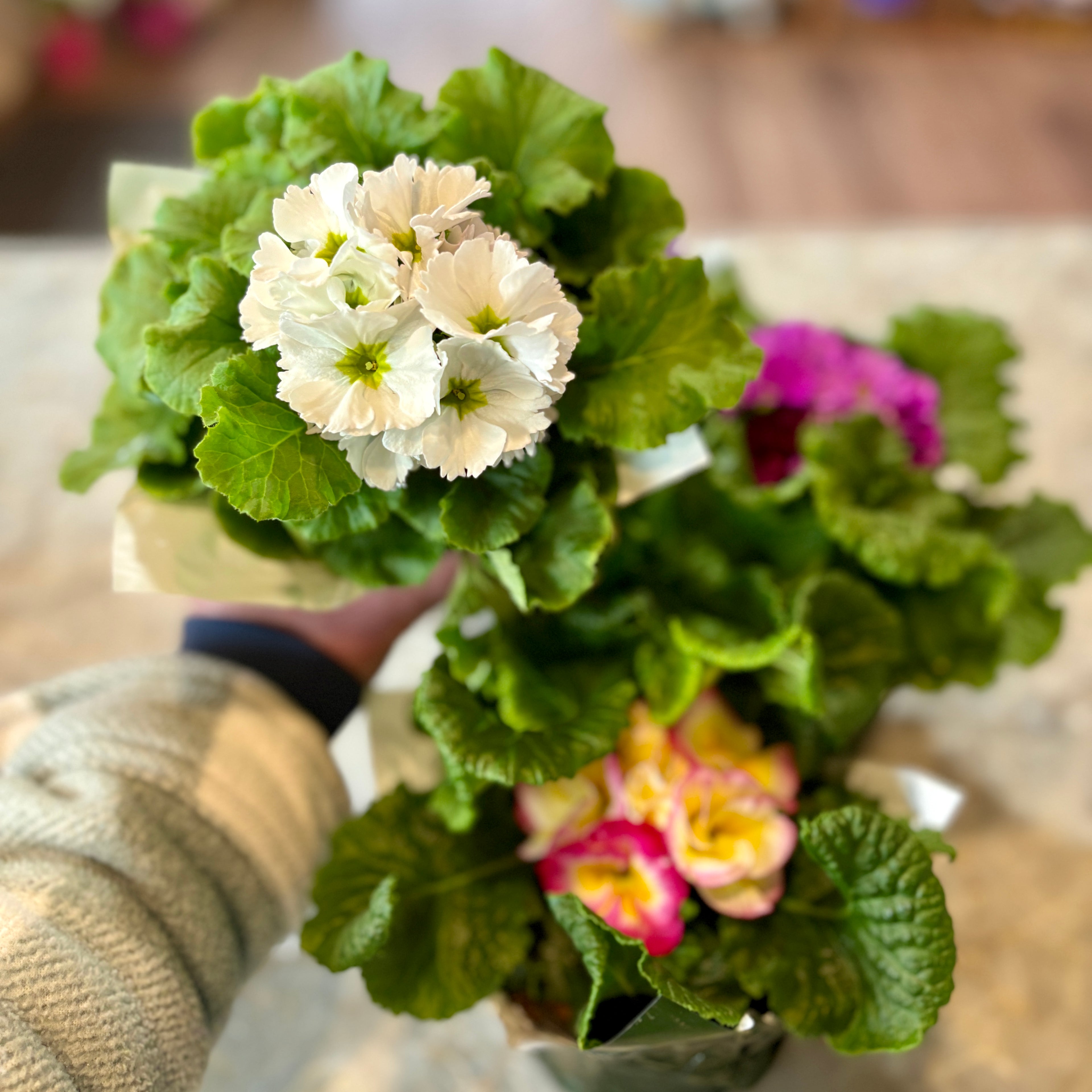 Primula Assorted Colors 6.5" Pot