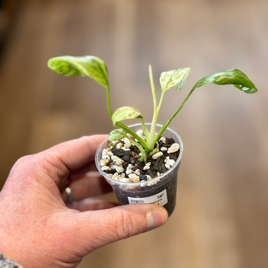 Epipremnum Giganteum Variegated | Pothos