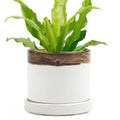 Minute Handmade Ceramic Planter Indoors Pot With Saucer: Bronze White, 5"