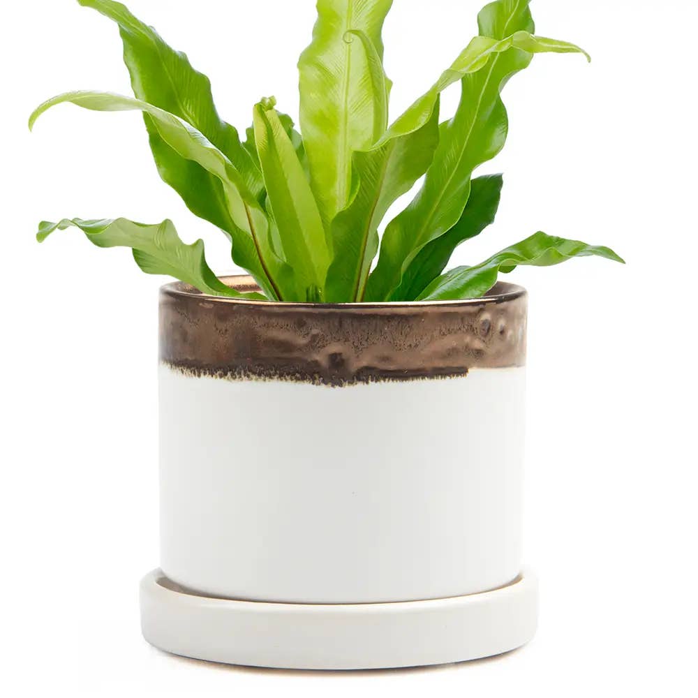 Minute Handmade Ceramic Planter Indoors Pot With Saucer: Bronze White, 5"