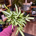 Cretan Brake Fern