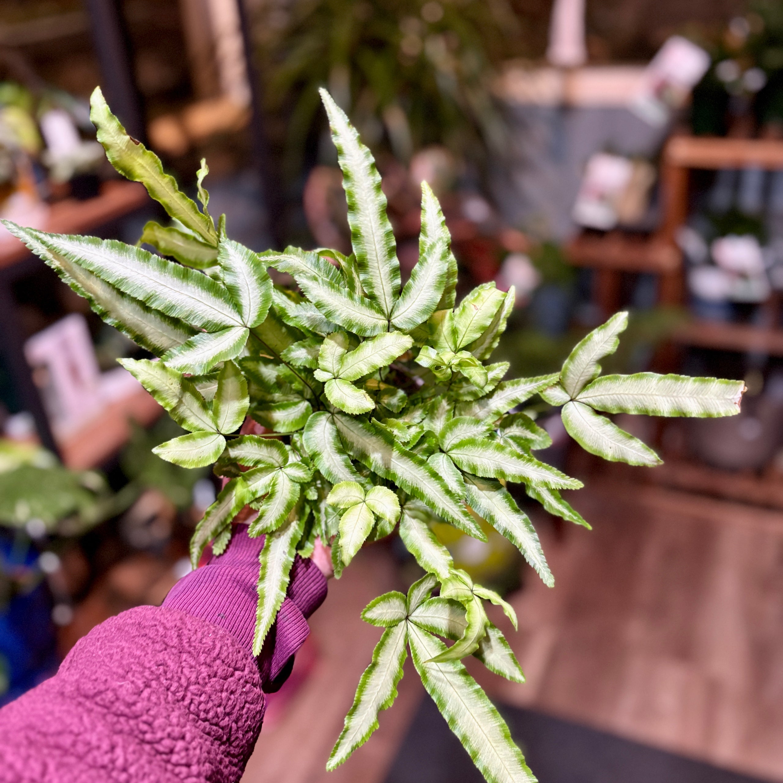 Cretan Brake Fern