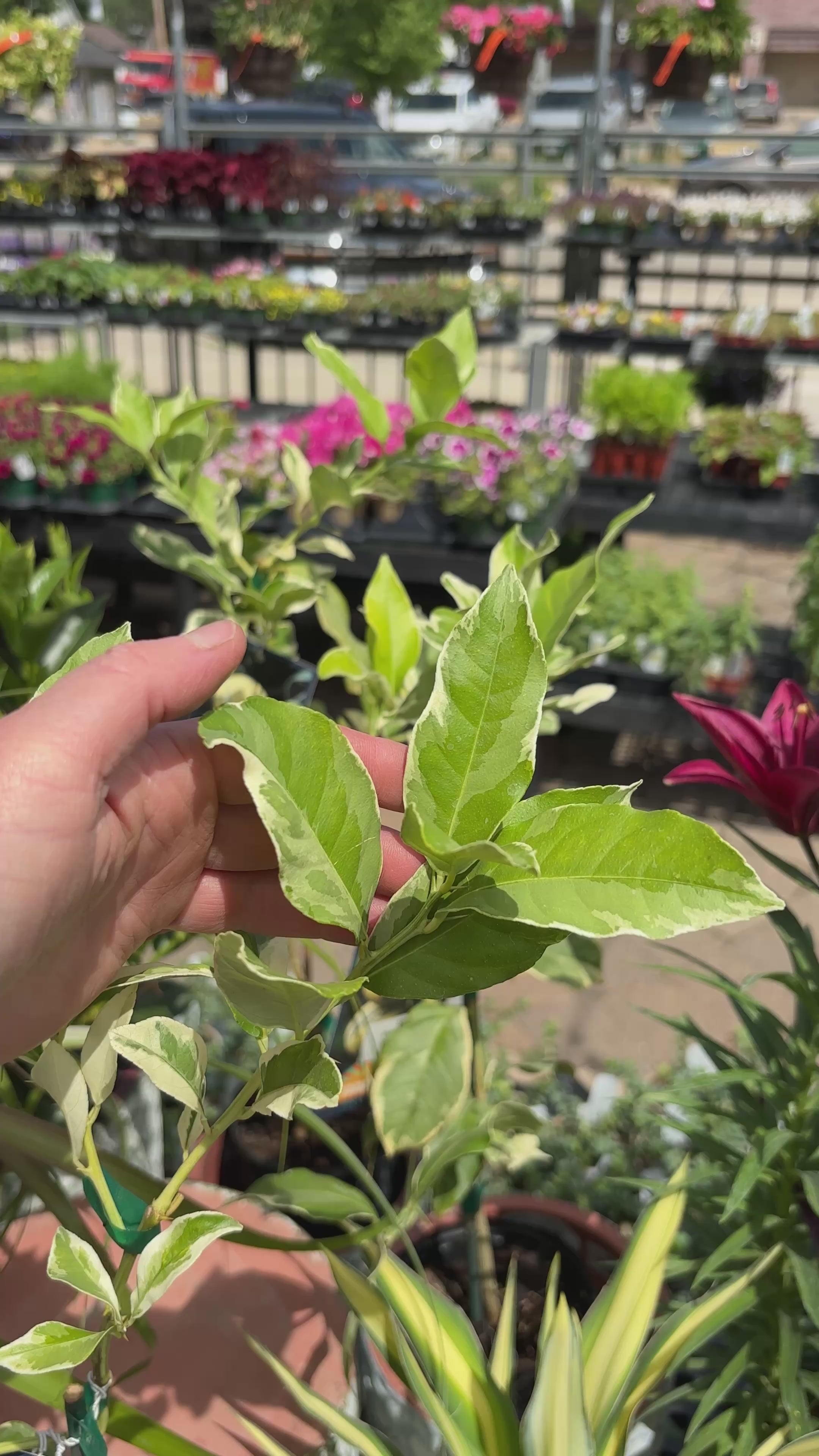 Variegated Pink Lemon Tree 1 Gallon