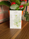 Ammi Green Mist