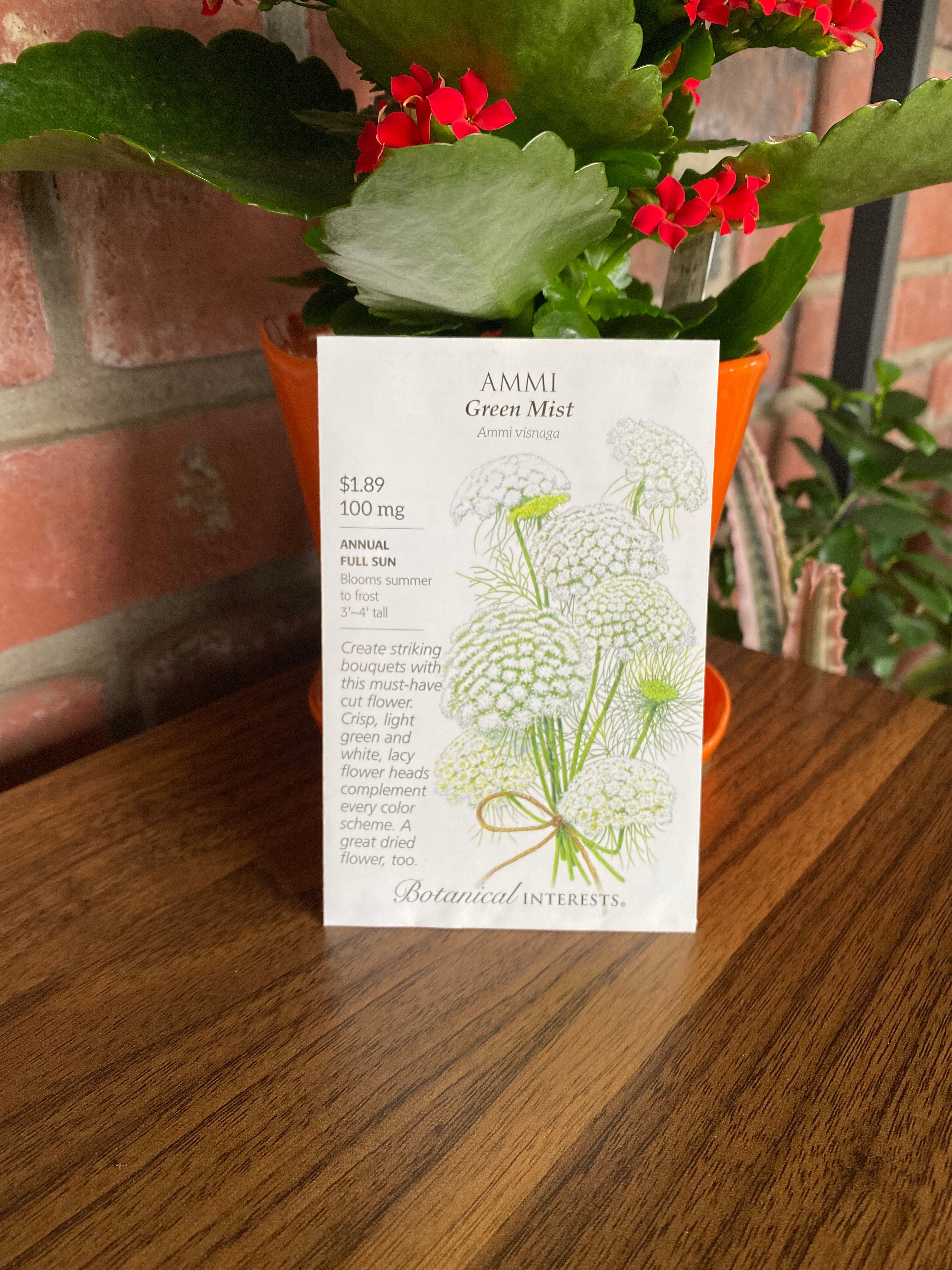 Ammi Green Mist
