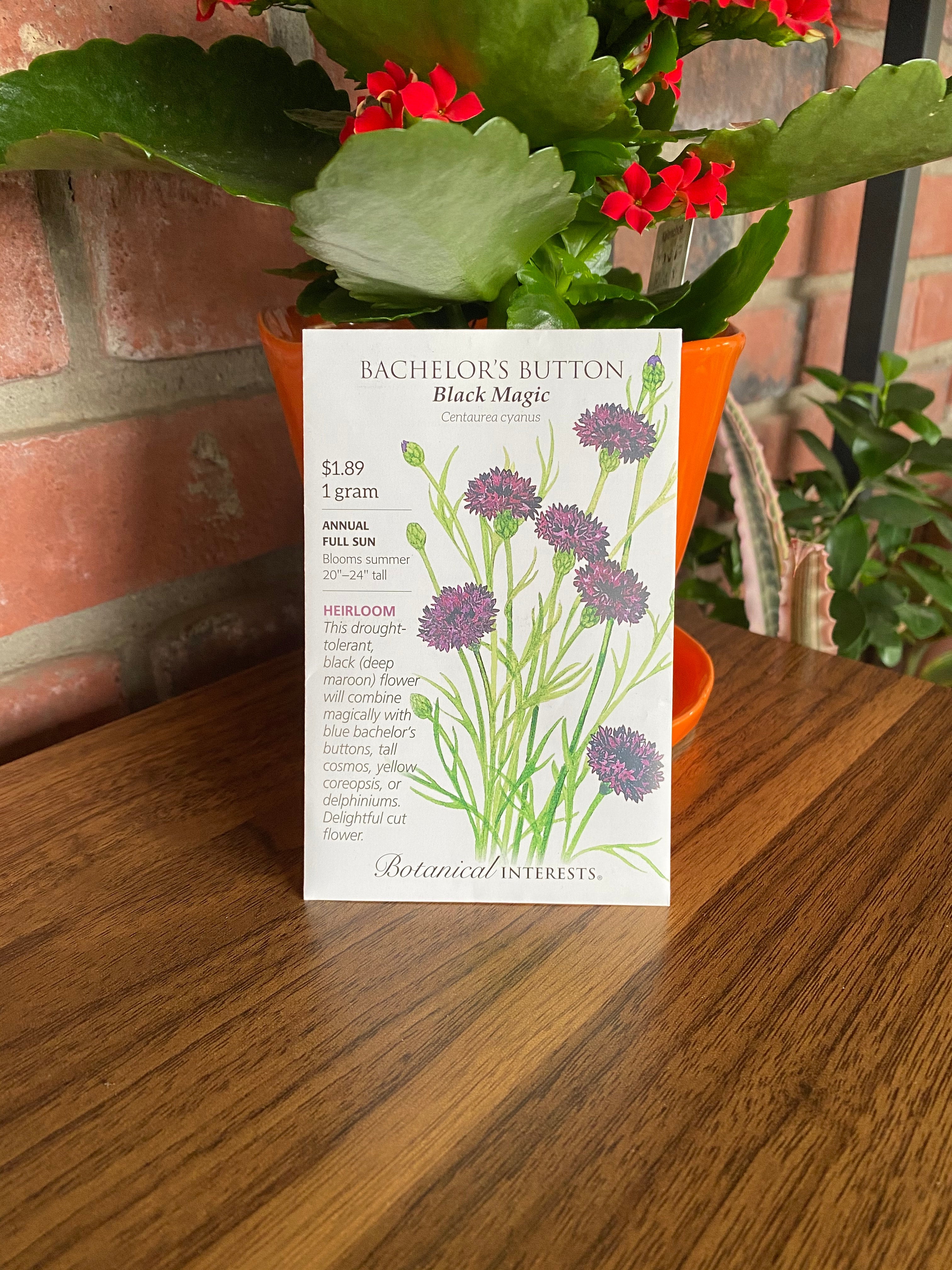 Bachelor's Button 'Black Magic' | Centaurea Cyanus