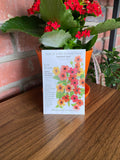Black-Eyed Susan Vine 'spanish Eyes'