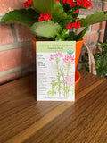 Cleome, Spider Flower Fountain Blend Organic