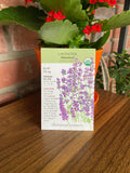 Lavender, Dwarf Munstead Organic