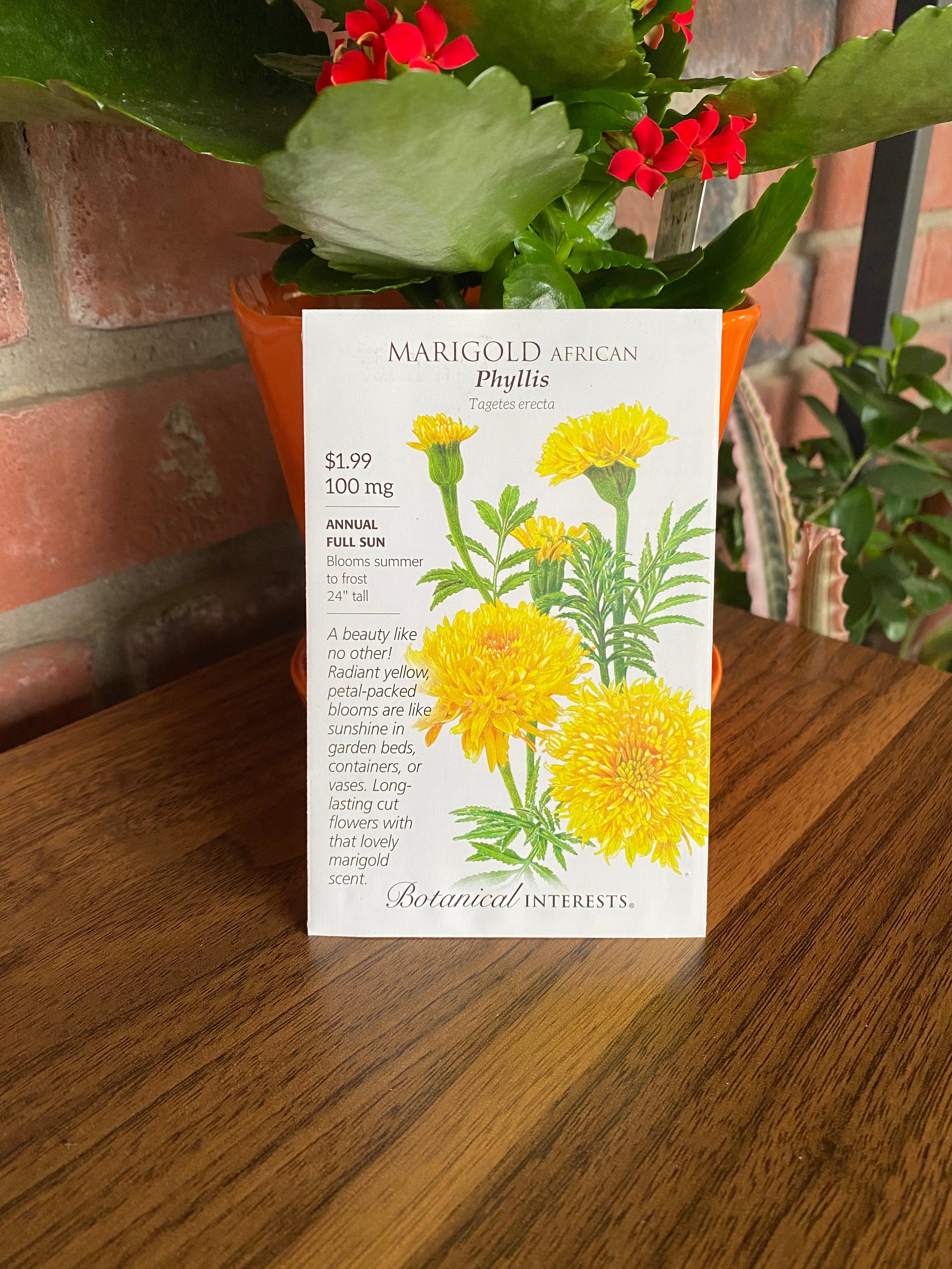 Marigold African Phyllis