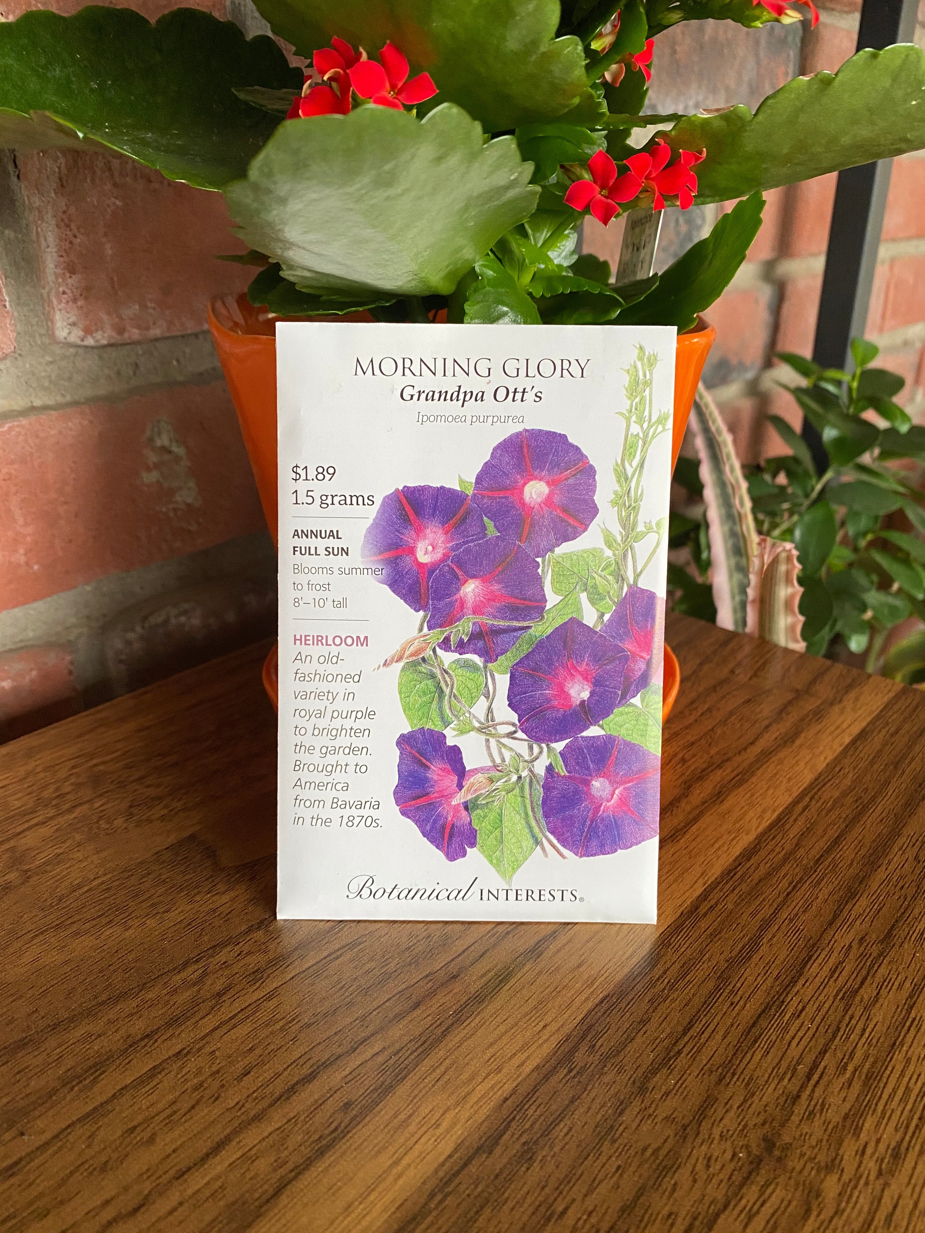 Morning Glory, Grandpa Ott's