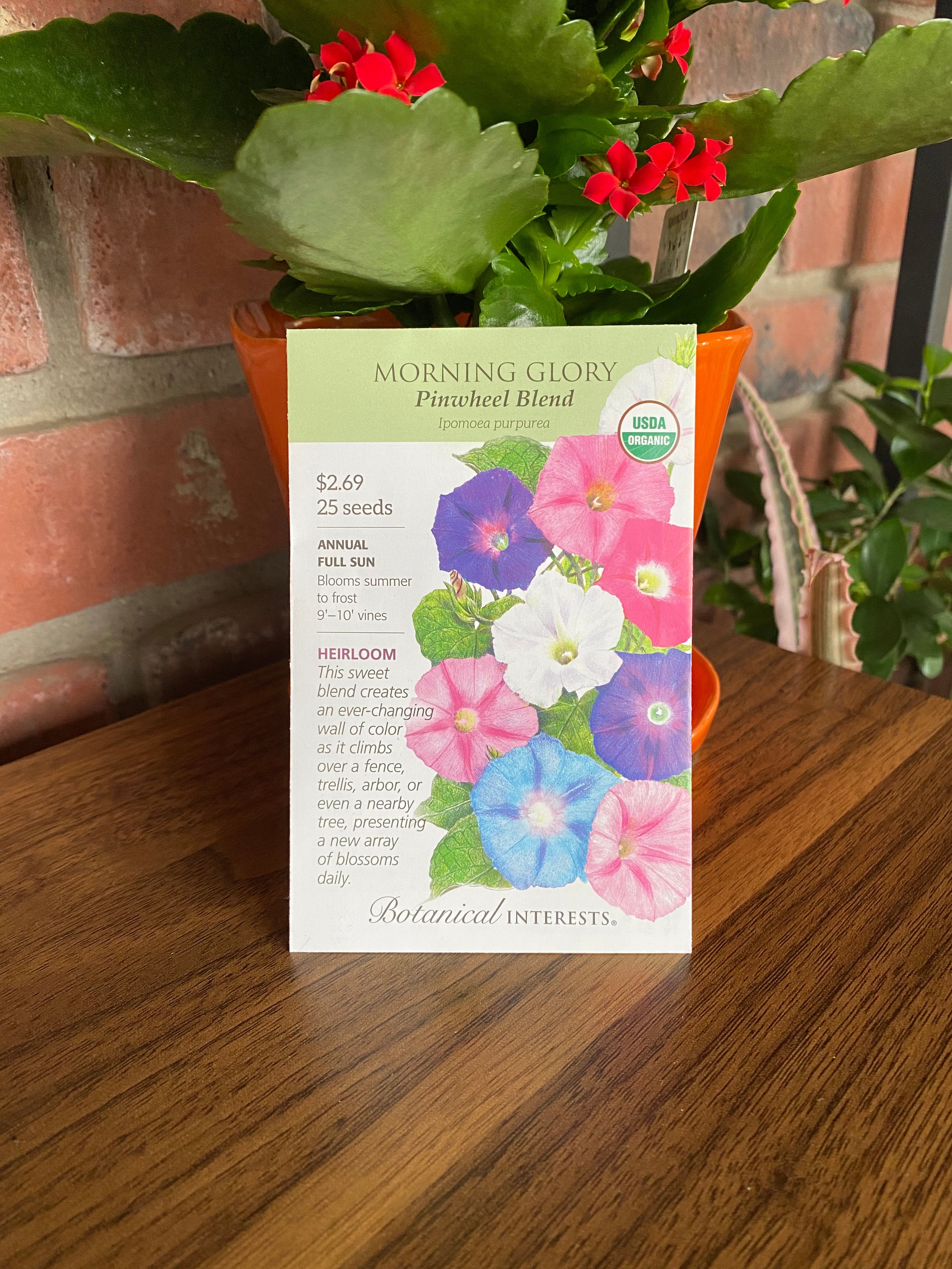 Morning Glory, Pinwheel Blend