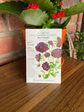 Scabiosa | Pincushion Flower 'Black Knight'