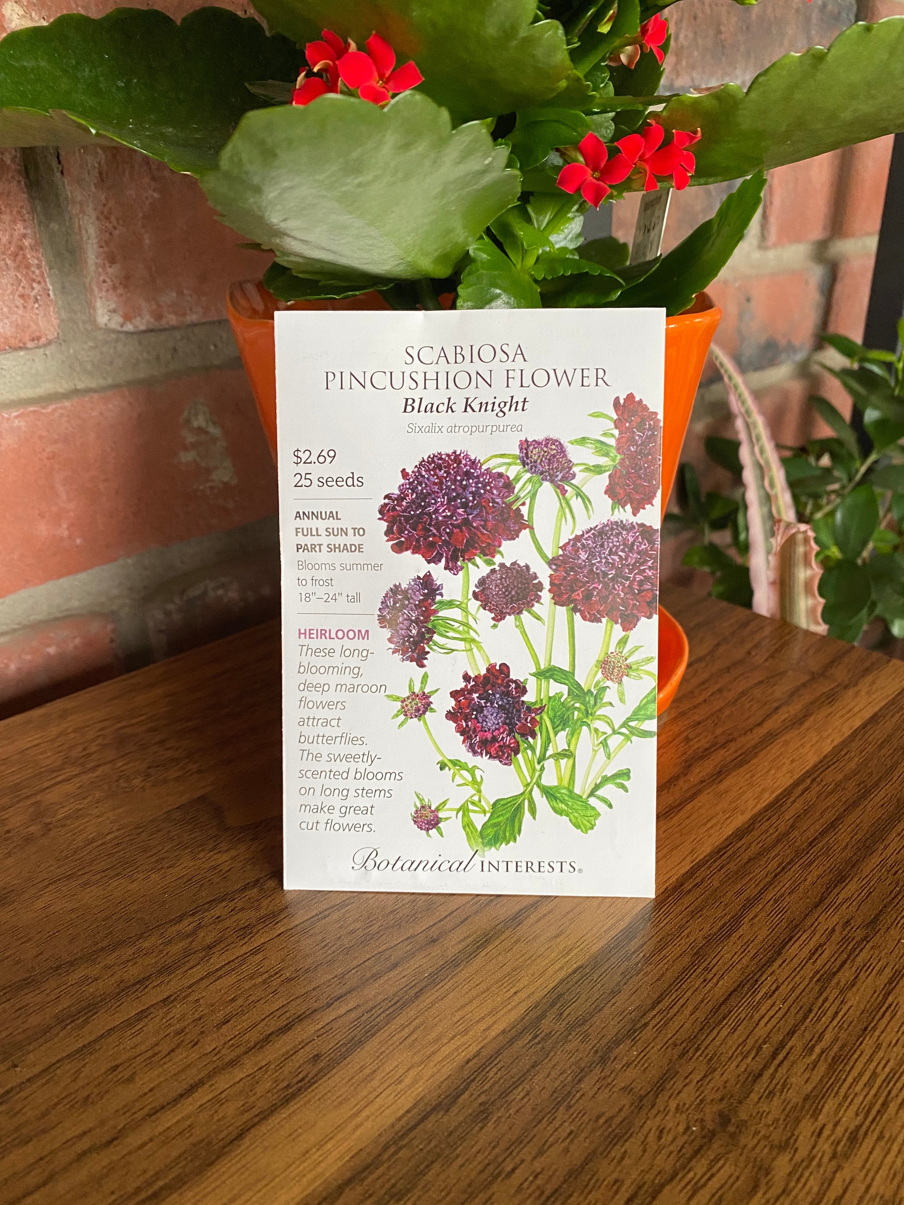 Scabiosa | Pincushion Flower 'Black Knight'
