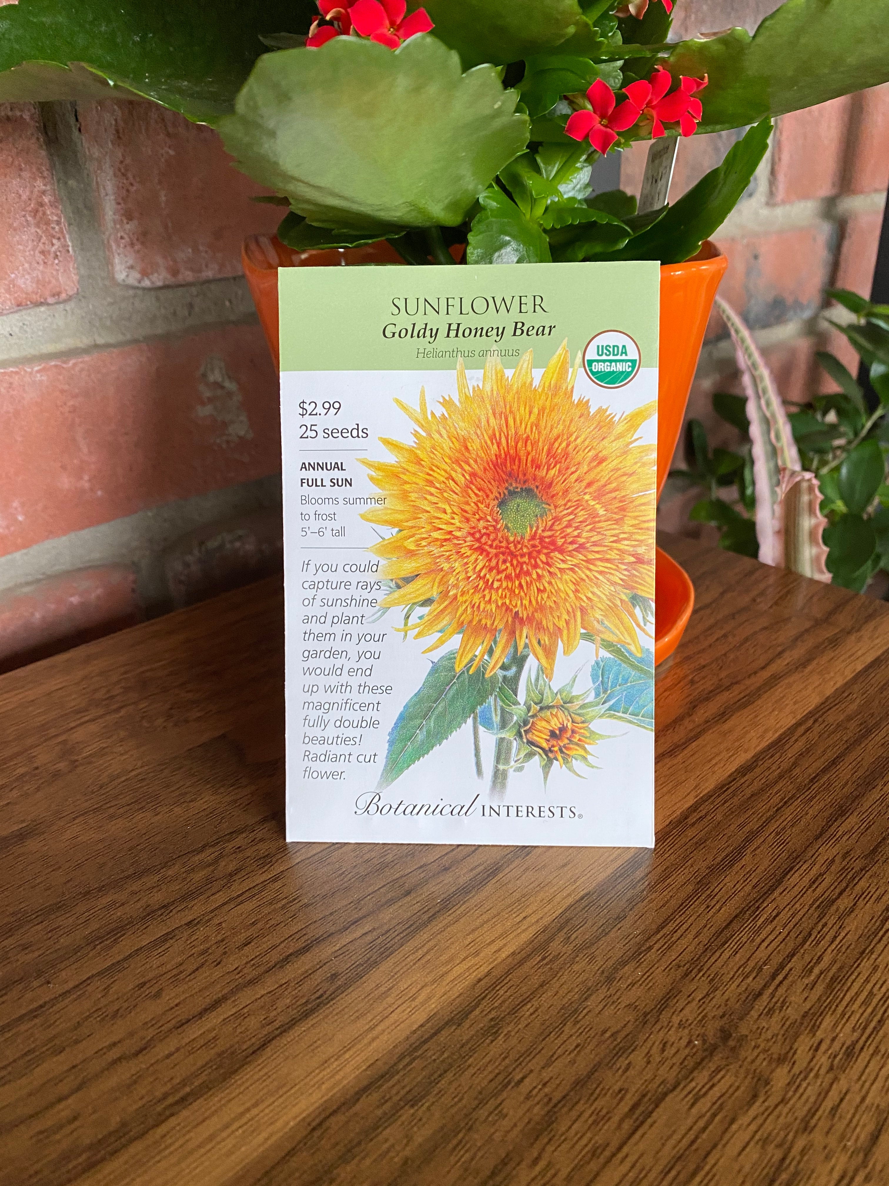 Sunflower, Goldy Honey Bear Organic