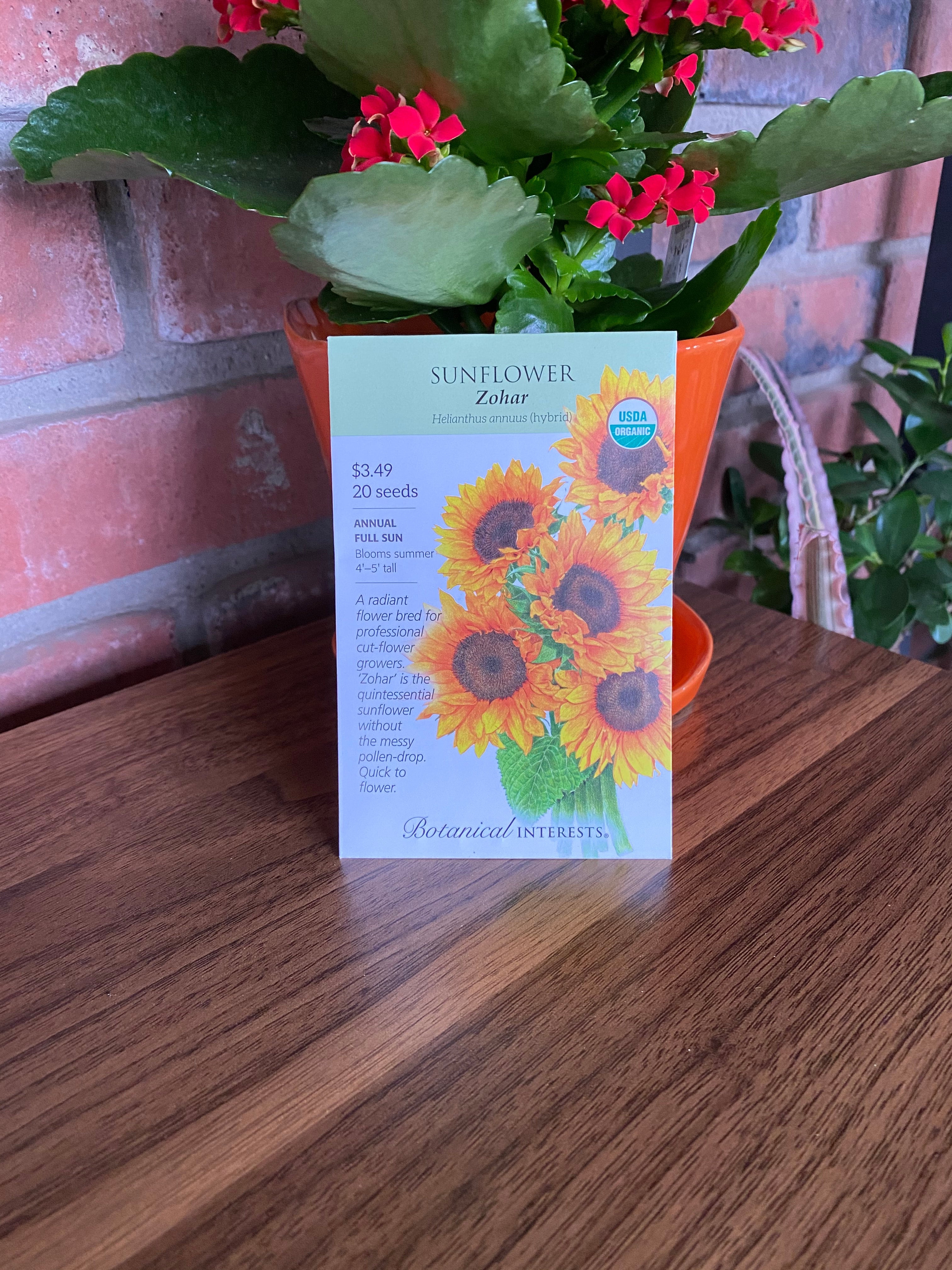 Sunflower 'Zohar' Organic | Helianthus